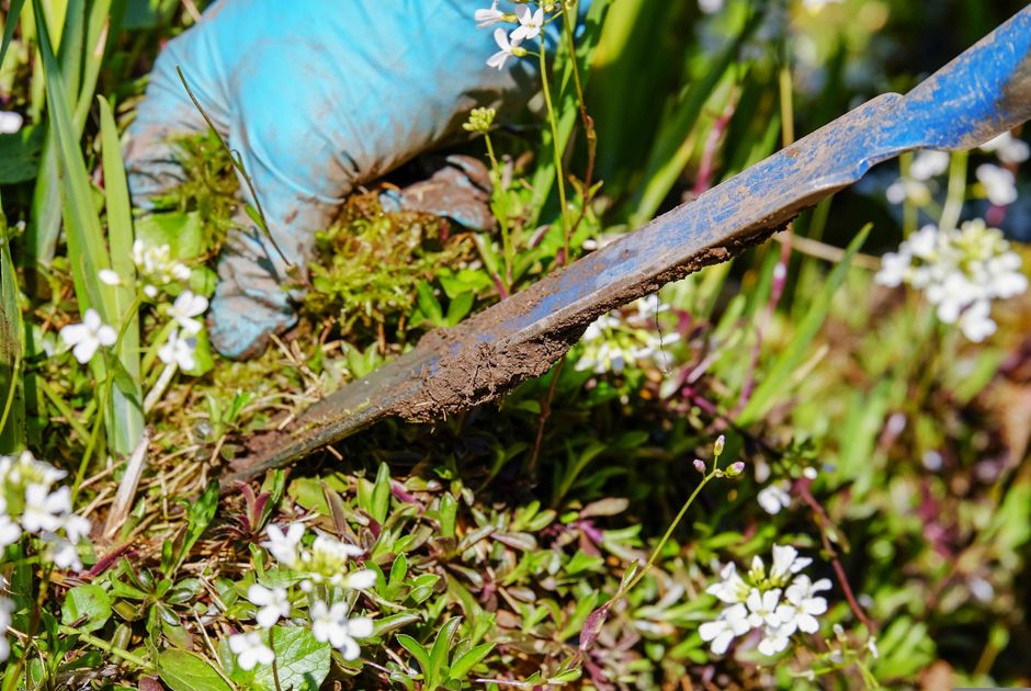 A gardener wearing a light blue glove is using a rusty garden trowel to carefully remove weeds from a flower bed filled with small white blossom flowers, green foliage, and low-growing plants. The gar